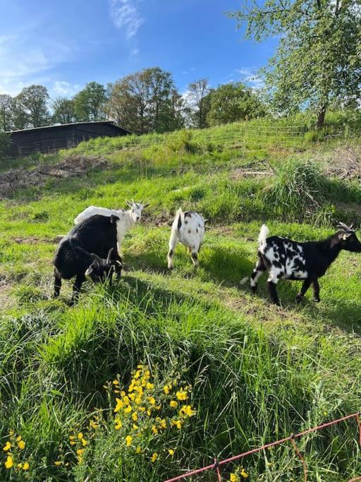 Bornhahn - Idylle Im Westerwald Katzwinkel  エクステリア 写真
